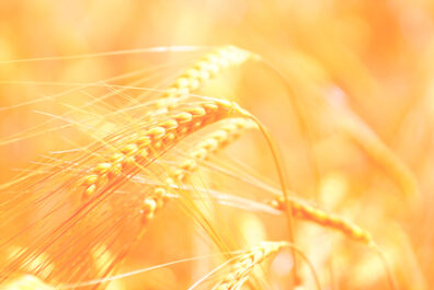 Pflege: Ern&auml;hrung